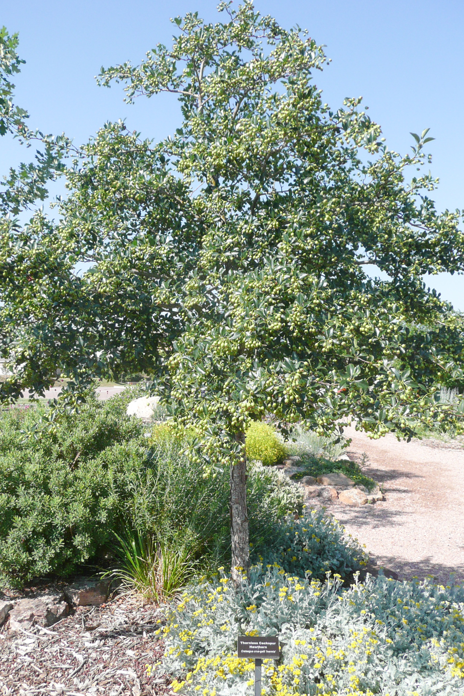 Thornless Cockspur Hawthorn